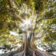Anxiety and addiction treatment patient practicing mindful breathing in a quiet, natural setting