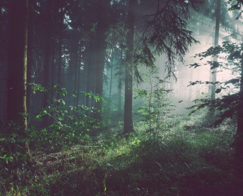 how does an executive residential rehab track allow remote work along a quiet redwood forest path