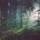 how does an executive residential rehab track allow remote work along a quiet redwood forest path
