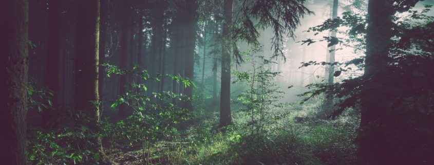 how does an executive residential rehab track allow remote work along a quiet redwood forest path
