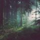 How to prepare emotionally for residential addiction treatment before admission - quiet redwood forest path