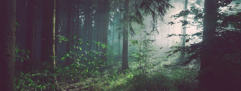 How to prepare emotionally for residential addiction treatment before admission - quiet redwood forest path