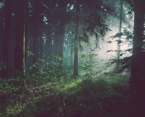 How to prepare emotionally for residential addiction treatment before admission - quiet redwood forest path