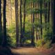 Sunlight filtering through tall redwood trees on a quiet forest path