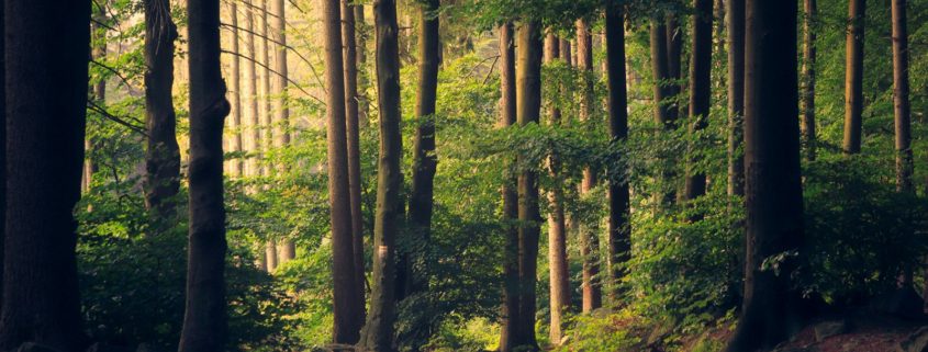 Sunlight filtering through tall redwood trees on a quiet forest path