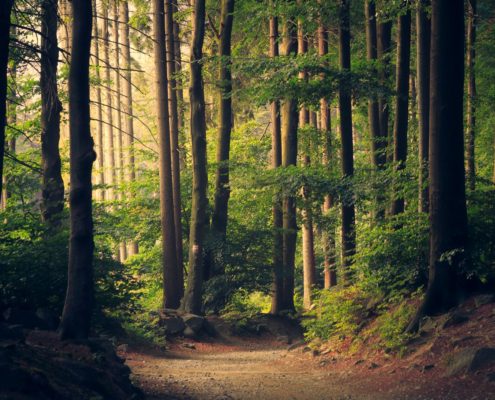 how a 5 day medical detox prepares you for residential rehab redwood forest path