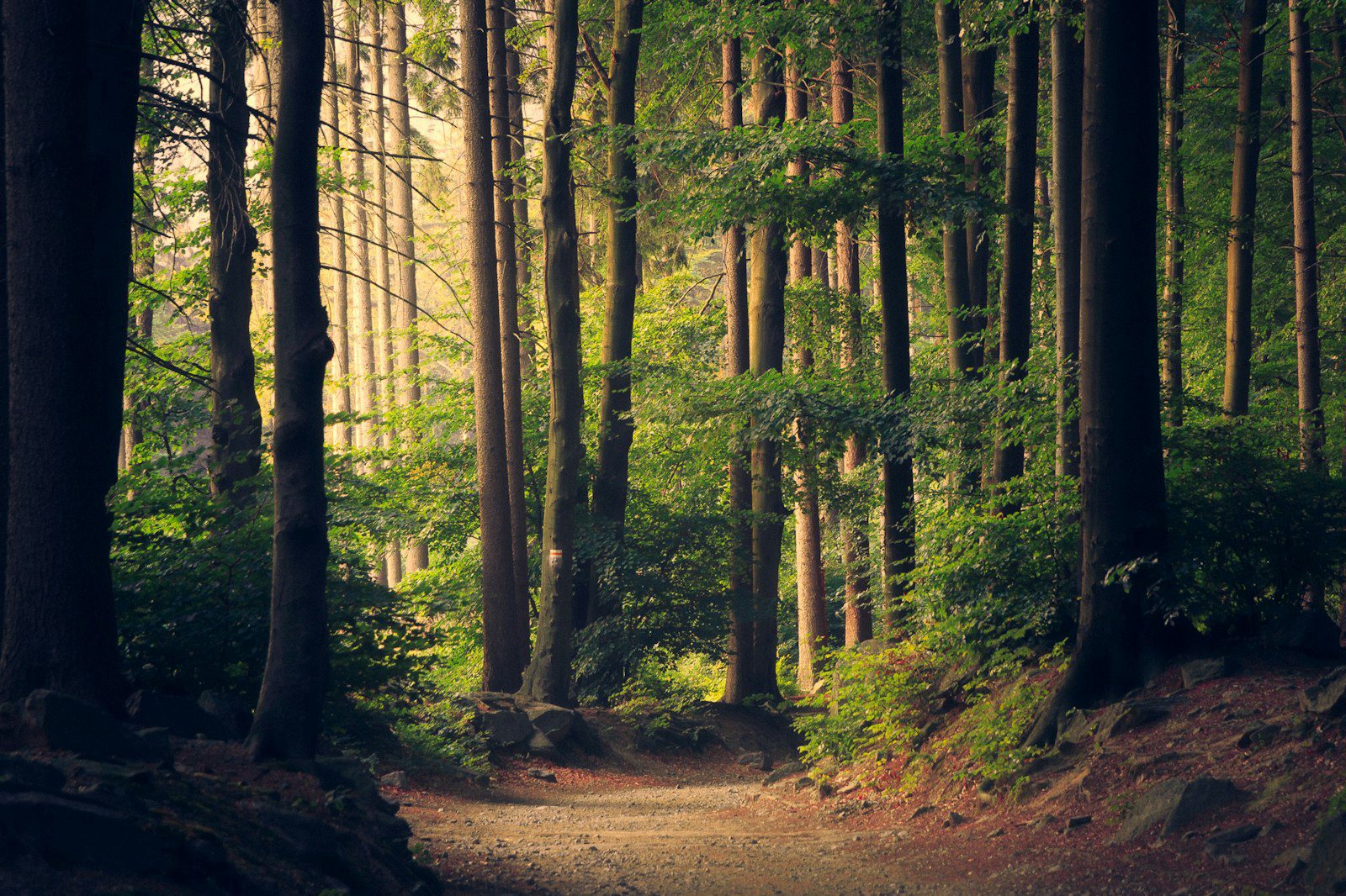 how a 5 day medical detox prepares you for residential rehab redwood forest path