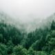 Morning light filtering through tall coastal redwoods, evoking the calm of a holistic residential setting